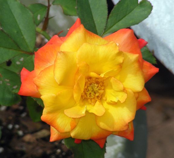 Autumn Splendor photo 2014_07130018_zps51b66235.jpg